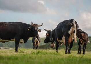 Kühe auf einer Almwiese am Asitz in Leogang im Salzburger Land. | © Michael Geißler